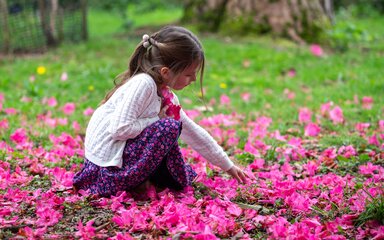 A young girl kneels down in a bed of pink petals to pick up a handful