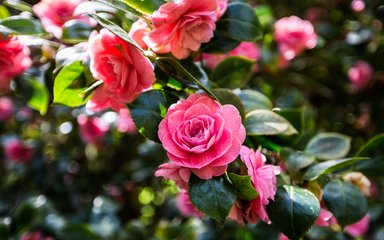 A vibrant pink flower takes center stage with beautiful petals unfurling out from the center. 