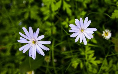 Wildflowers on forest floor