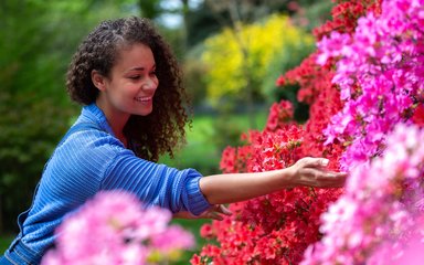 A woman in a bright blue top stretches her hand out to vibrant pink rhododendrons. 