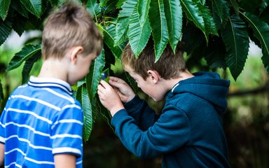 Two boys look closely at the leaves on a tree