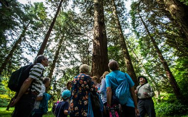 A group of people in the forest, all looking up to the top of a tall tree