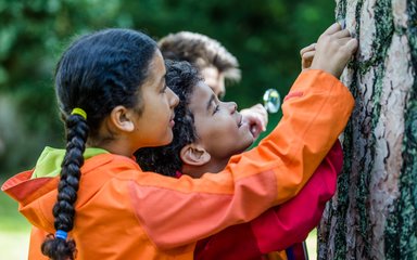 A close-up of three children examining the trunk of a tree in the forest