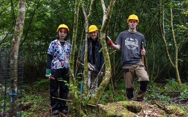 3 young adults stand in a row behind a small tree with yellow hard hats on and equipment in their hands to prune the trees around them.