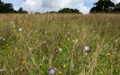 close up of a wildflower meadow