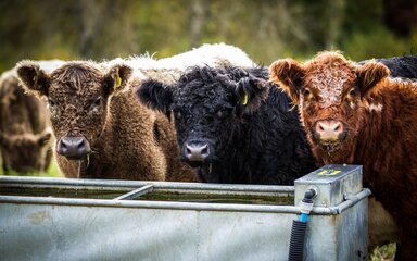 Cows feeding from a tray at Westonbirt Arboretum