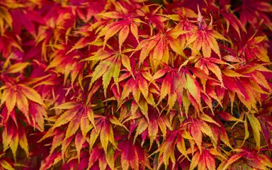 Red and golden yellow leaves 
