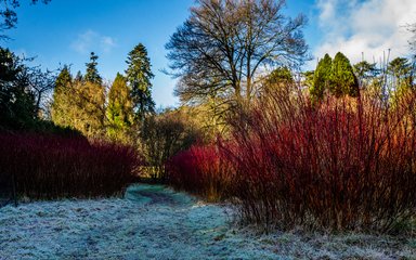A crisp winter morning highlights the frost on the ground. In the forefront bright red dogwood which looks like sticks of red fire in large clumps jolt out from the ground. Tall trees linger in the background. Some without leaves and some evergreens still bushy with green leaves.