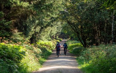 A group of cyclists on a forest trail