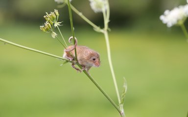 A field mouse clings on to a plant with its tail