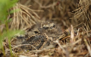 Nightjar chicks camouflaged on the ground