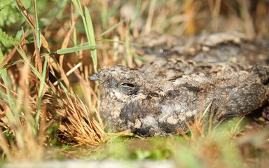 A young nightjar on the ground