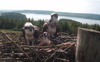 Three ospreys including a chick in a high nest, with a large body of water in the background.