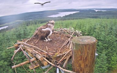 Osprey in a nest overlooking forest and lakes, with a second osprey flying above.