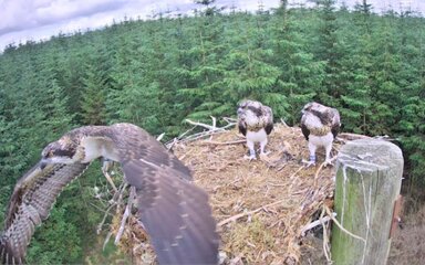 Three young ospreys in a nest, with one flapping its wings as it leaves the edge of the nest.