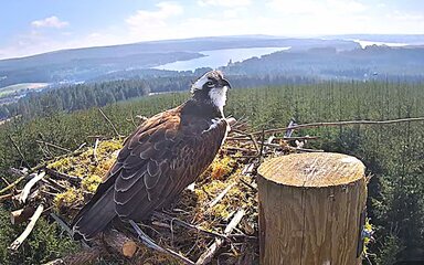 Osprey perched beside its nest high above a forested landscape, with Kielder Water visible in the background.