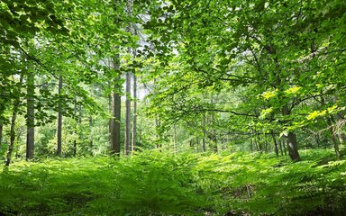 A summer woodland with bright green foliage on trees and on the ground.