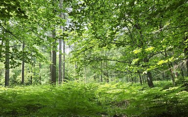 King's Wood Ferns in Summer 