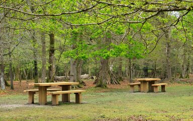 Two wooded picnic benches in a woodland setting