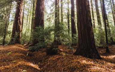 Redwood trees