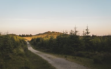 Path winding through low lying forest with calming pink and light blue sky in the distance