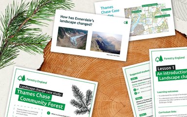 Graphic designed banner with digital illustrations of a log slice and pine tree branch with example worksheets