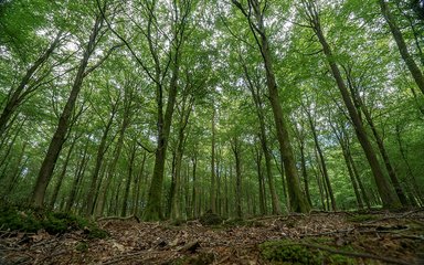 Beech trees