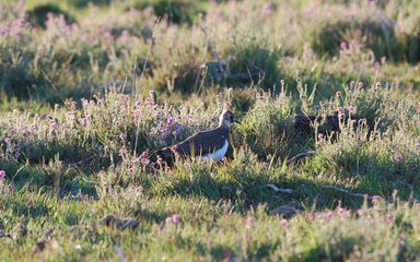 Lapwing among heather in the sun