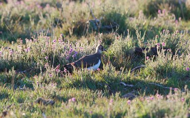 Lapwing among heather in the sun
