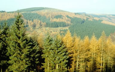 A wide landscape view of mixed Hybrid larch and Sitka Spruce, with come autumn colour