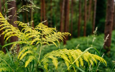 green ferns in focus in the foreground with tree trunks in the background