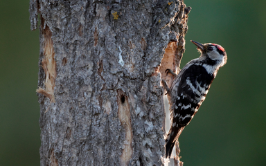 Lesser spotted woodpecker on trunk of tree