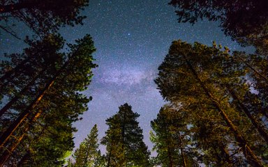 Starry sky through the canopy of pine trees
