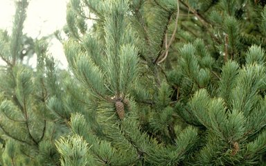 Close-up of branches and needles on a lodgepole pine, showing one solitary cone.