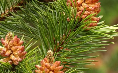Close-up of Lodgepole pine needles and flowers