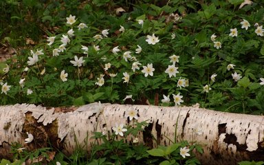 Log among flowers on forest floor