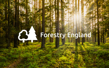 Forestry England logo sunset woodland