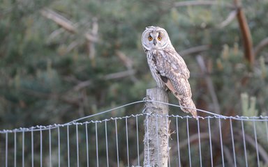Long eared owl perched on a fence post with coniferous forest in the background