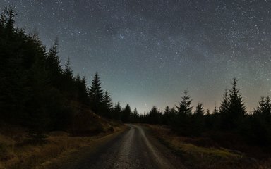 Stars in the night sky above conifers and forest road