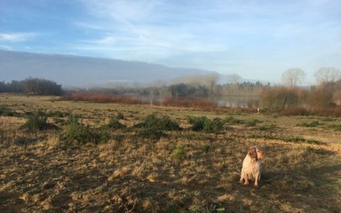 A dog sits in open space at Lynford Water