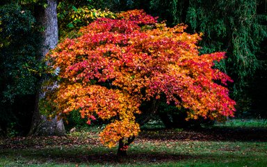 Maple in autumn Westonbirt