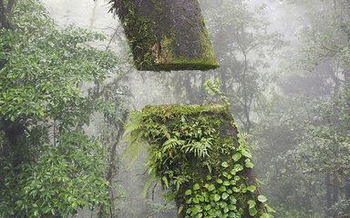 Earth Photo shortlisted work - tree trunk floating