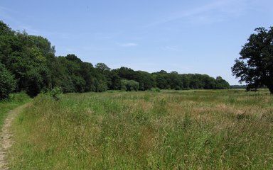 Long grass on the edge of a woodland with bright blue skies