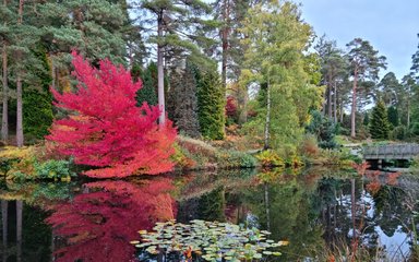 A view across a lake with lilypads, a bridge and scarlet red autumn colour