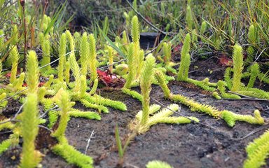 Marsh Clubmoss - Short fluffy strands of lime green leaves standing upright