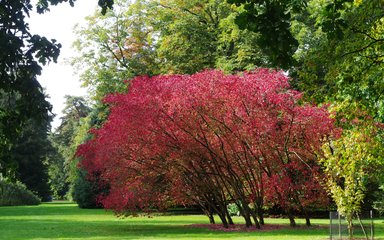 Spindle tree in autumn