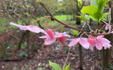 pink flowers hanging from delicate branch