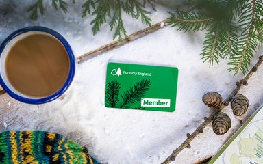 A festive view of Forestry England Membership