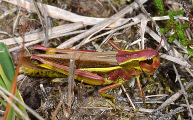 Colourful grasshopper on marshland