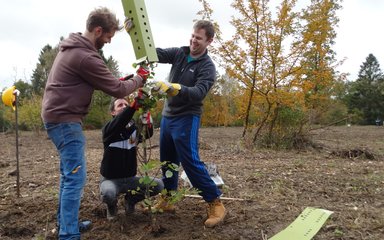 2 men and a woman plant a tree in the ground and are putting a protective guard around it.